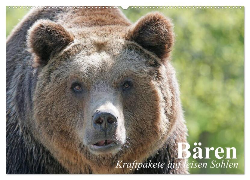 Bären. Kraftpakete auf leisen Sohlen (Wandkalender 2026 DIN A2 quer) CALVENDO Monatskalender