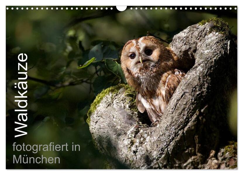 Waldkäuze fotografiert in München (Wandkalender 2026 DIN A3 quer) CALVENDO Monatskalender