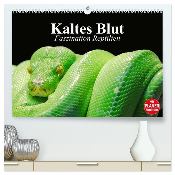Kaltes Blut. Faszination Reptilien (hochwertiger Premium Wandkalender 2026 DIN A2 quer) Kunstdruck in Hochglanz