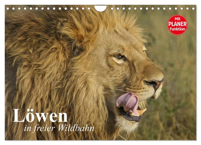 Löwen in freier Wildbahn (Wandkalender 2026 DIN A4 quer) CALVENDO Monatskalender