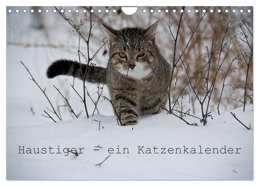 Haustiger - Ein Katzenkalender (Wandkalender 2026 DIN A4 quer) CALVENDO Monatskalender
