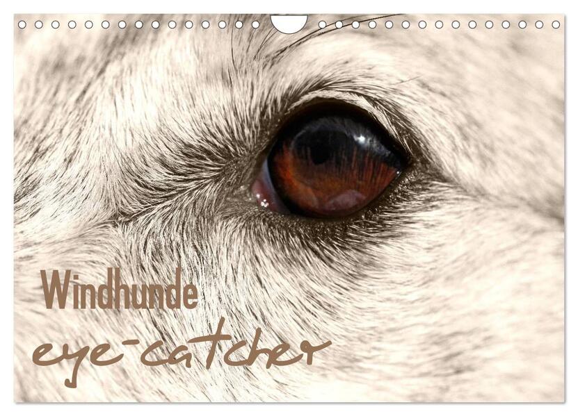 Windhunde eye-catcher (Wandkalender 2026 DIN A4 quer) CALVENDO Monatskalender