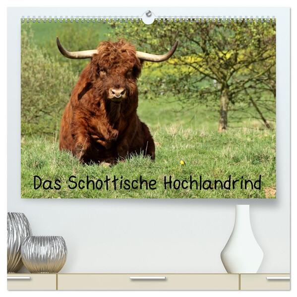 Das Schottische Hochlandrind (hochwertiger Premium Wandkalender 2026 DIN A2 quer) Kunstdruck in Hochglanz