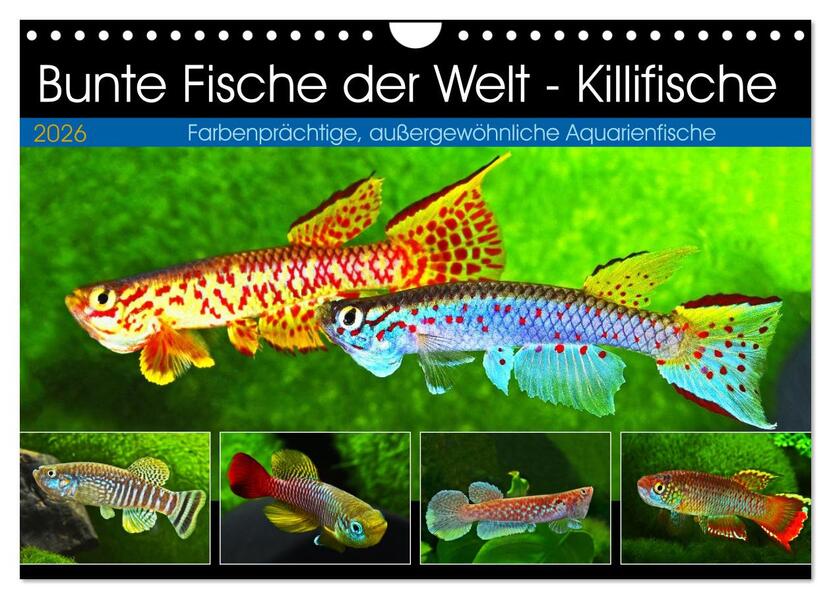 Bunte Fische der Welt - Killifische (Wandkalender 2026 DIN A4 quer) CALVENDO Monatskalender