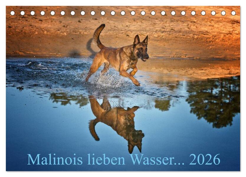 Malinois lieben Wasser (Tischkalender 2026 DIN A5 quer) CALVENDO Monatskalender