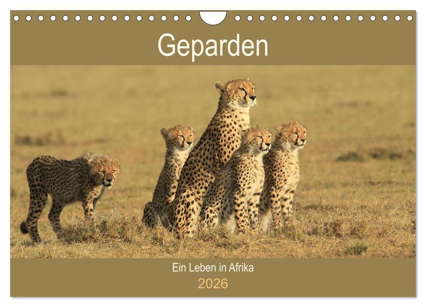 Geparden - Ein Leben in Afrika (Wandkalender 2026 DIN A4 quer) CALVENDO Monatskalender