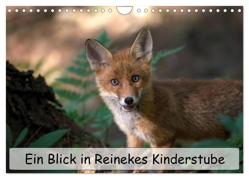 Ein Blick in Reinekes Kinderstube (Wandkalender 2026 DIN A4 quer) CALVENDO Monatskalender