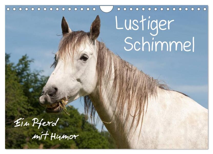 Lustiger Schimmel - ein Pferd mit Humor (Wandkalender 2026 DIN A4 quer) CALVENDO Monatskalender