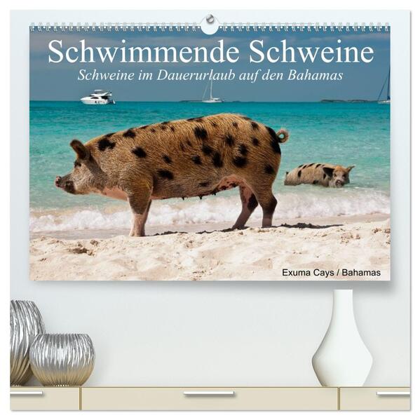 Schwimmende Schweine (hochwertiger Premium Wandkalender 2026 DIN A2 quer) Kunstdruck in Hochglanz
