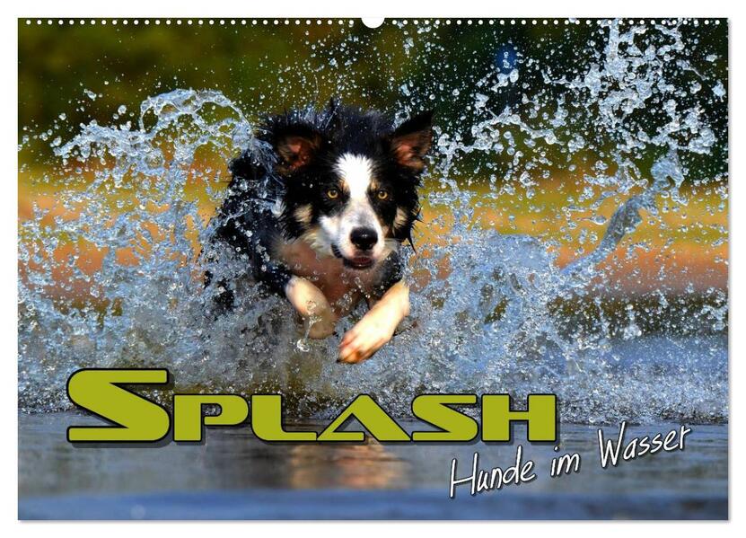 SPLASH - Hunde im Wasser (Wandkalender 2026 DIN A2 quer) CALVENDO Monatskalender