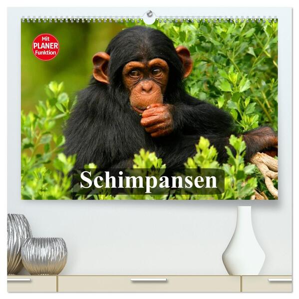 Schimpansen (hochwertiger Premium Wandkalender 2026 DIN A2 quer) Kunstdruck in Hochglanz