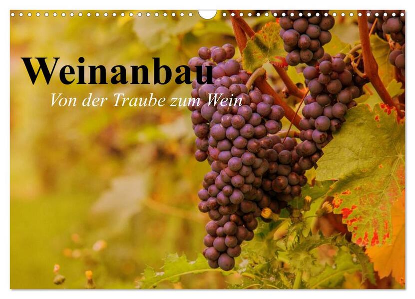 Weinanbau. Von der Traube zum Wein (Wandkalender 2026 DIN A3 quer) CALVENDO Monatskalender