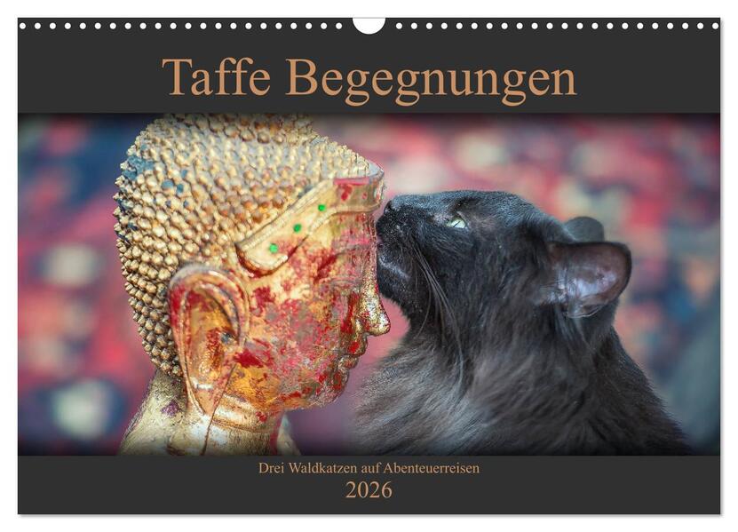 Taffe Begegnungen-Drei Waldkatzen auf Abenteuerreisen (Wandkalender 2026 DIN A3 quer) CALVENDO Monatskalender