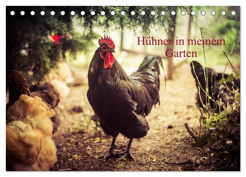 Hühner in meinem Garten (Tischkalender 2026 DIN A5 quer) CALVENDO Monatskalender