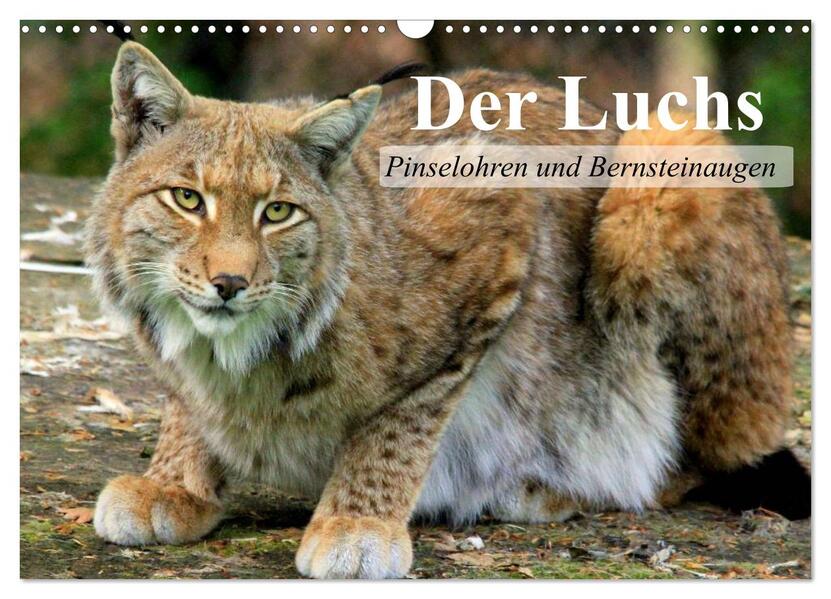 Der Luchs. Pinselohren und Bernsteinaugen (Wandkalender 2026 DIN A3 quer) CALVENDO Monatskalender