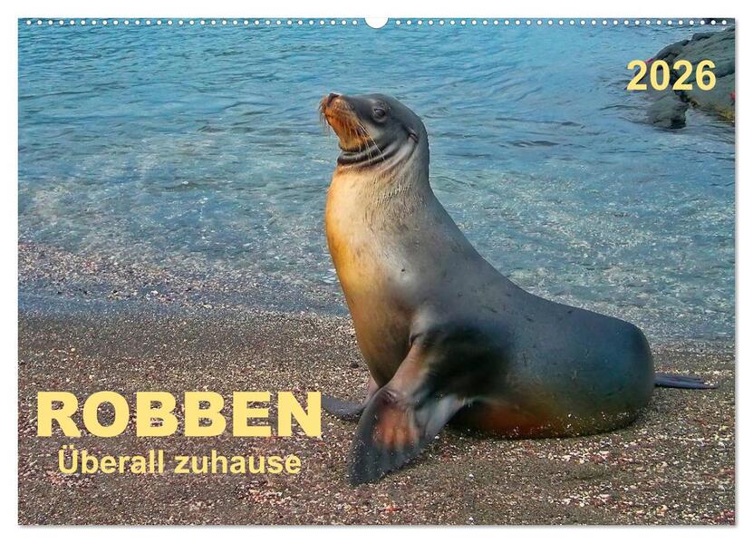 Robben - überall zuhause (Wandkalender 2026 DIN A2 quer) CALVENDO Monatskalender