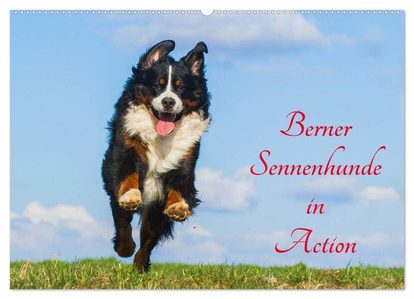 Berner Sennenhunde in Action (Wandkalender 2026 DIN A2 quer) CALVENDO Monatskalender