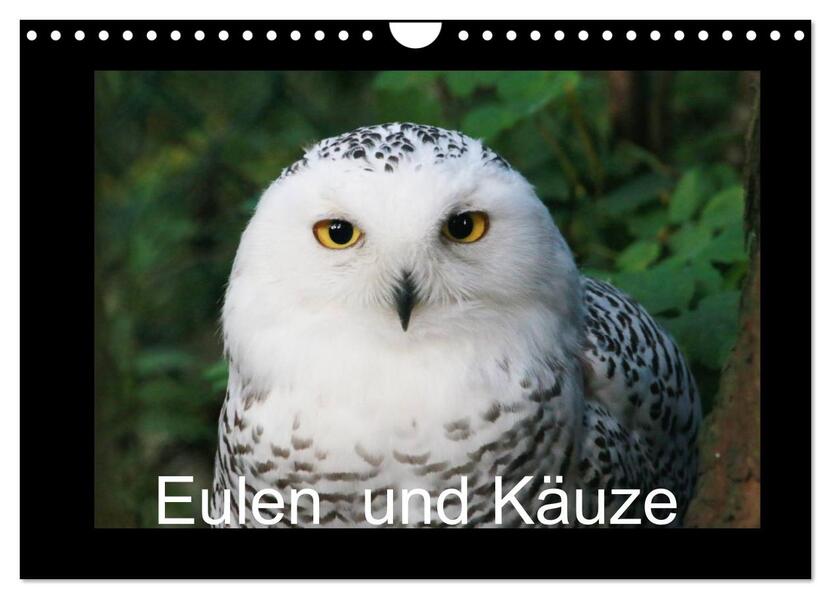 Eulen und Käuze (Wandkalender 2026 DIN A4 quer) CALVENDO Monatskalender