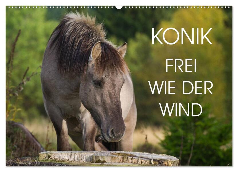 Konik - Frei geboren (Wandkalender 2026 DIN A2 quer) CALVENDO Monatskalender