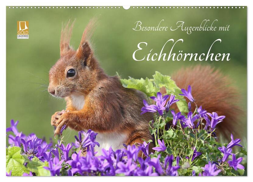 Besondere Augenblicke mit Eichhörnchen (Wandkalender 2026 DIN A2 quer) CALVENDO Monatskalender