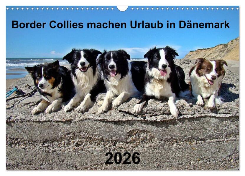 Border Collies machen Urlaub in Dänemark (Wandkalender 2026 DIN A3 quer) CALVENDO Monatskalender
