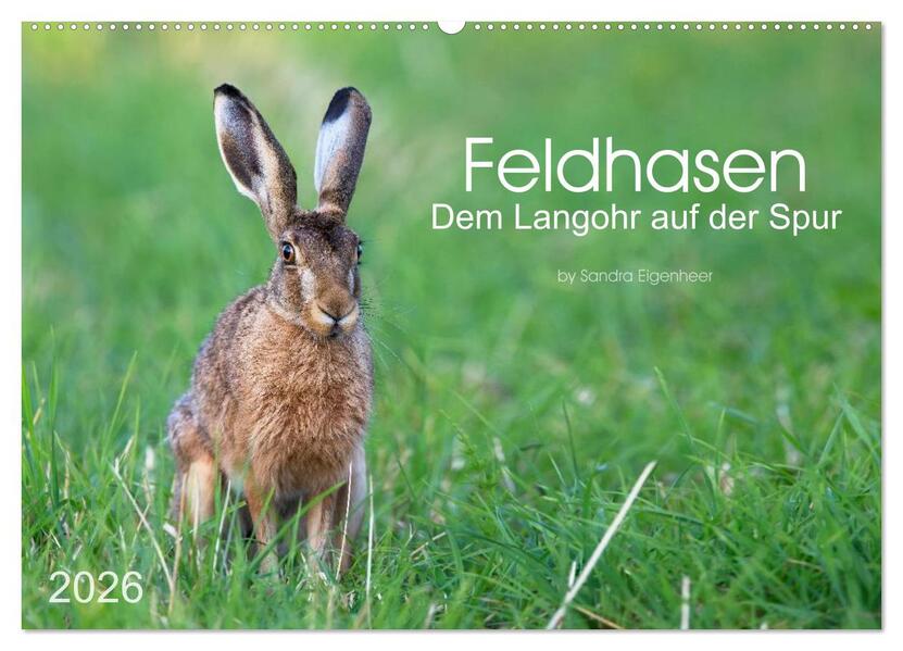 Feldhasen - dem Langohr auf der Spur (Wandkalender 2026 DIN A2 quer) CALVENDO Monatskalender
