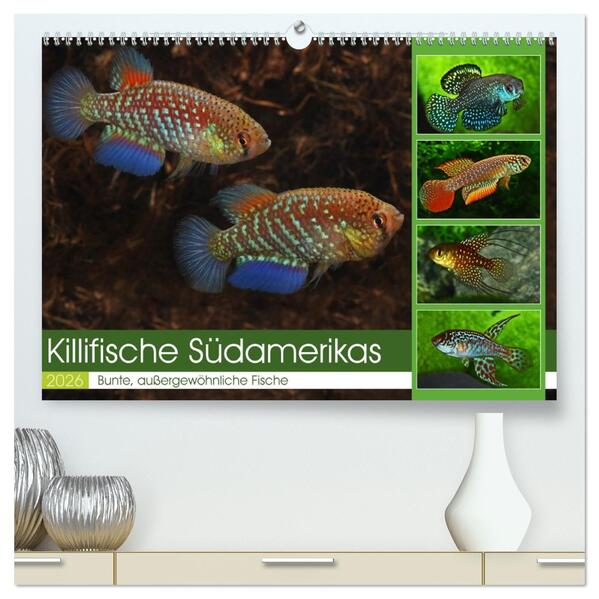 Killifische Südamerikas (hochwertiger Premium Wandkalender 2026 DIN A2 quer) Kunstdruck in Hochglanz
