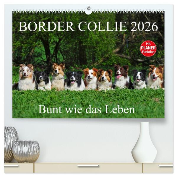 Border Collie 2026 (hochwertiger Premium Wandkalender 2026 DIN A2 quer) Kunstdruck in Hochglanz