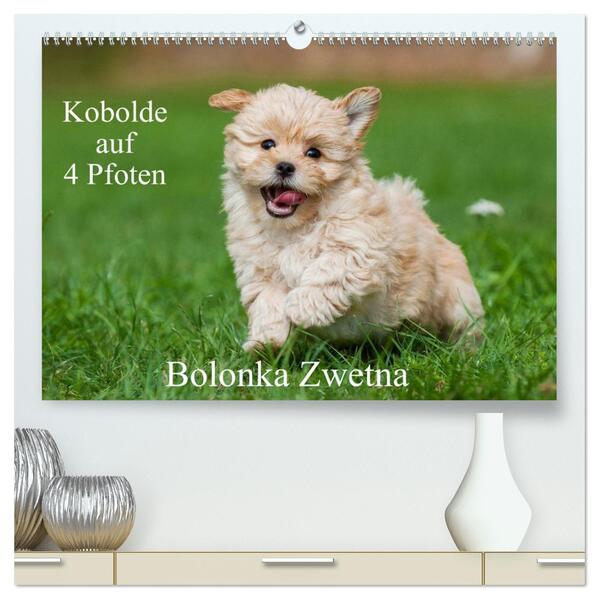 Kobolde auf 4 Pfoten - Bolonka Zwetna (hochwertiger Premium Wandkalender 2026 DIN A2 quer) Kunstdruck in Hochglanz