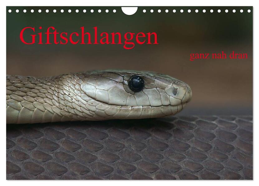 Giftschlangen ganz nah dran (Wandkalender 2026 DIN A4 quer) CALVENDO Monatskalender