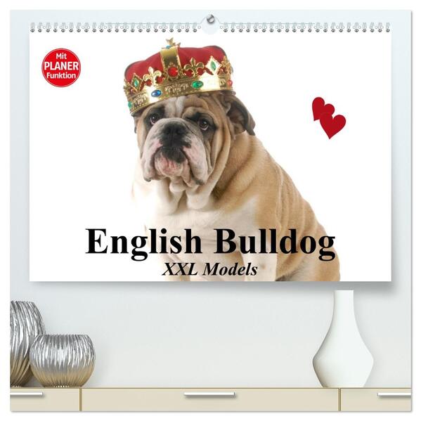 English Bulldog XXL Models (hochwertiger Premium Wandkalender 2026 DIN A2 quer) Kunstdruck in Hochglanz