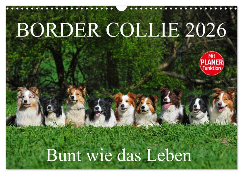 Border Collie 2026 (Wandkalender 2026 DIN A3 quer) CALVENDO Monatskalender
