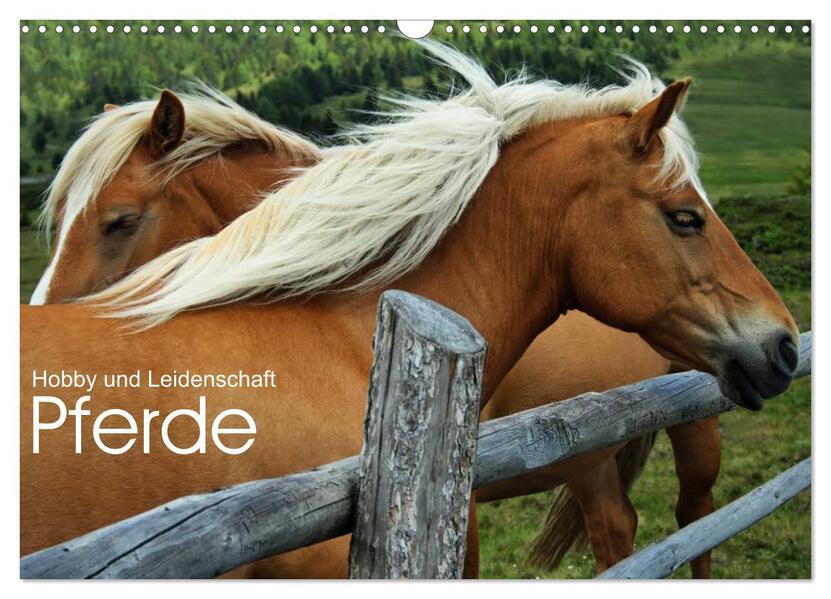 Pferde - Hobby und Leidenschaft (Wandkalender 2026 DIN A3 quer) CALVENDO Monatskalender