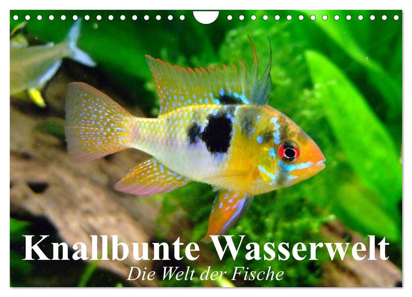 Knallbunte Wasserwelt. Die Welt der Fische (Wandkalender 2026 DIN A4 quer) CALVENDO Monatskalender