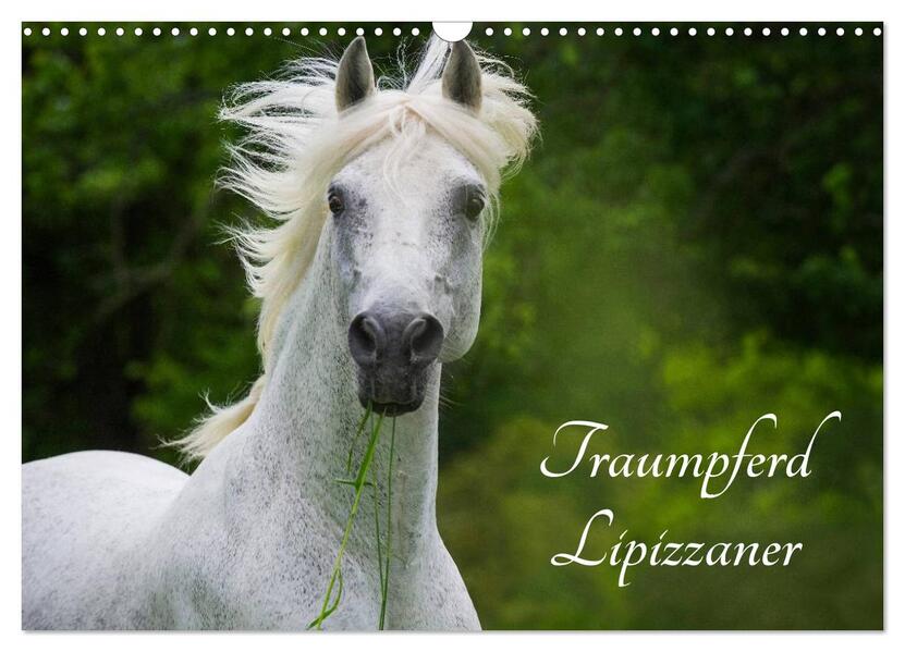 Traumpferd Lipizzaner (Wandkalender 2026 DIN A3 quer) CALVENDO Monatskalender