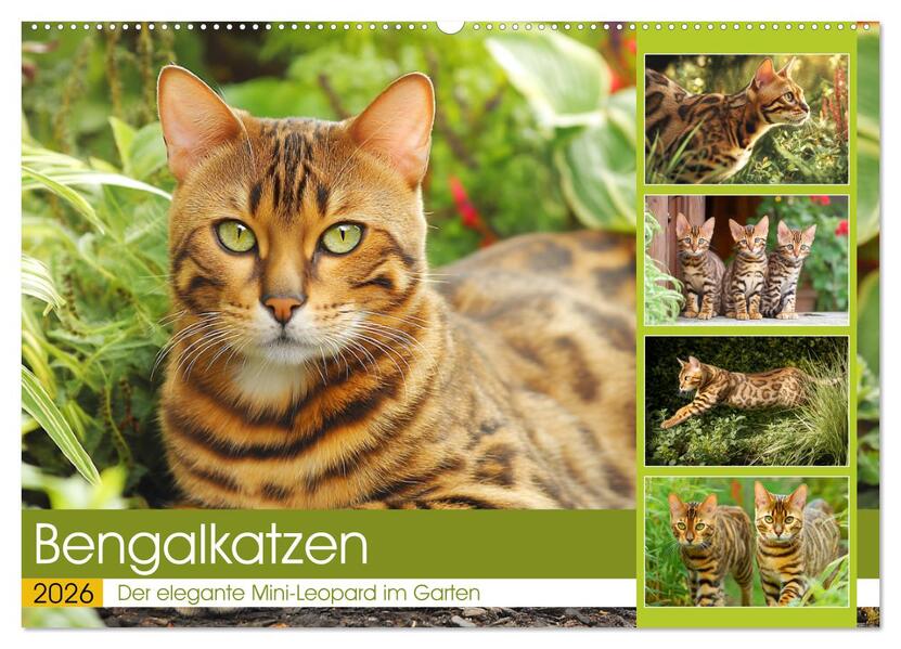 Bengalkatzen. Der elegante Mini-Leopard im Garten (Wandkalender 2026 DIN A2 quer) CALVENDO Monatskalender