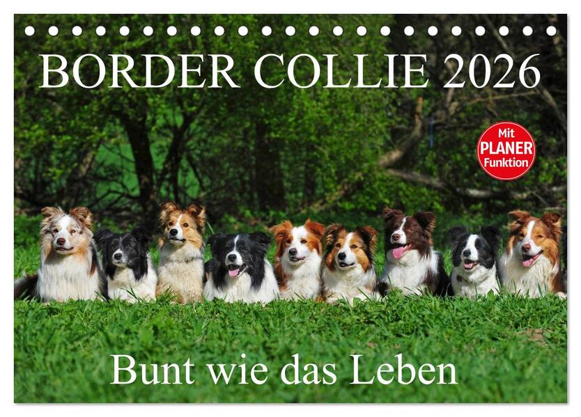 Border Collie 2026 (Tischkalender 2026 DIN A5 quer) CALVENDO Monatskalender