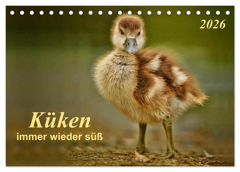 Küken - immer wieder süß (Tischkalender 2026 DIN A5 quer) CALVENDO Monatskalender