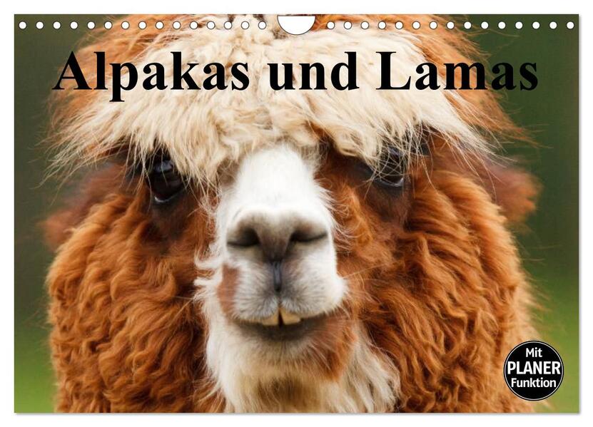 Alpakas und Lamas (Wandkalender 2026 DIN A4 quer) CALVENDO Monatskalender