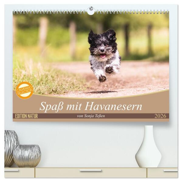 Spaß mit Havanesern (hochwertiger Premium Wandkalender 2026 DIN A2 quer) Kunstdruck in Hochglanz
