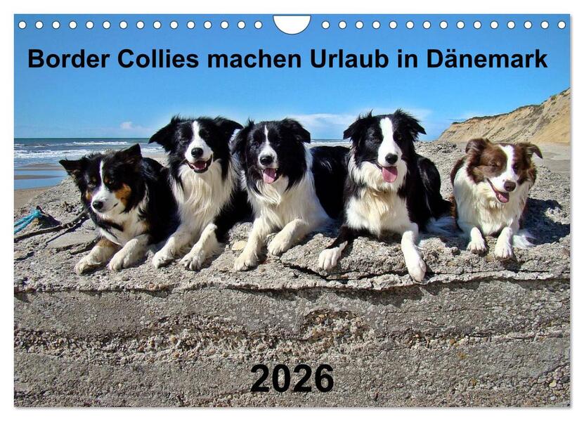 Border Collies machen Urlaub in Dänemark (Wandkalender 2026 DIN A4 quer) CALVENDO Monatskalender
