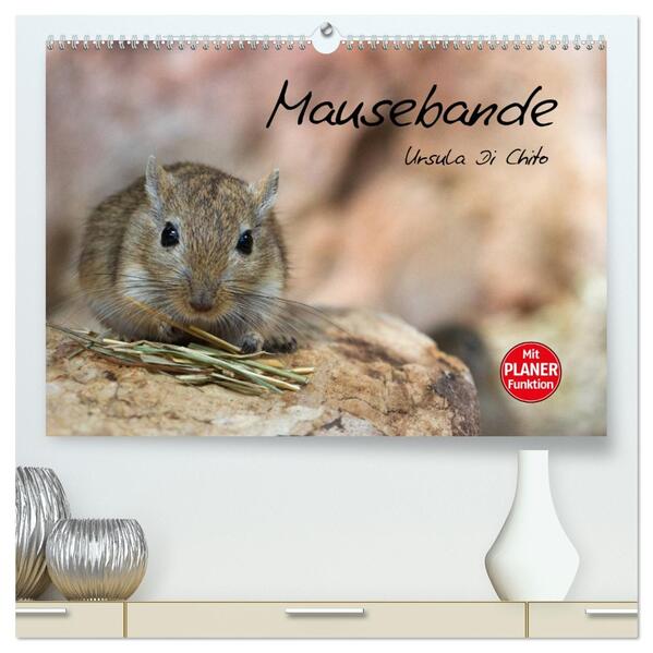 Mausebande (hochwertiger Premium Wandkalender 2026 DIN A2 quer) Kunstdruck in Hochglanz