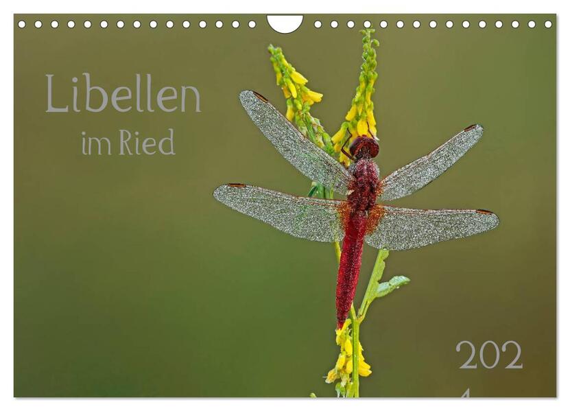 Libellen im Ried (Wandkalender 2026 DIN A4 quer) CALVENDO Monatskalender