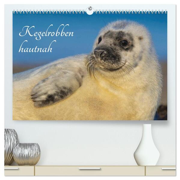 Kegelrobben hautnah (hochwertiger Premium Wandkalender 2026 DIN A2 quer) Kunstdruck in Hochglanz