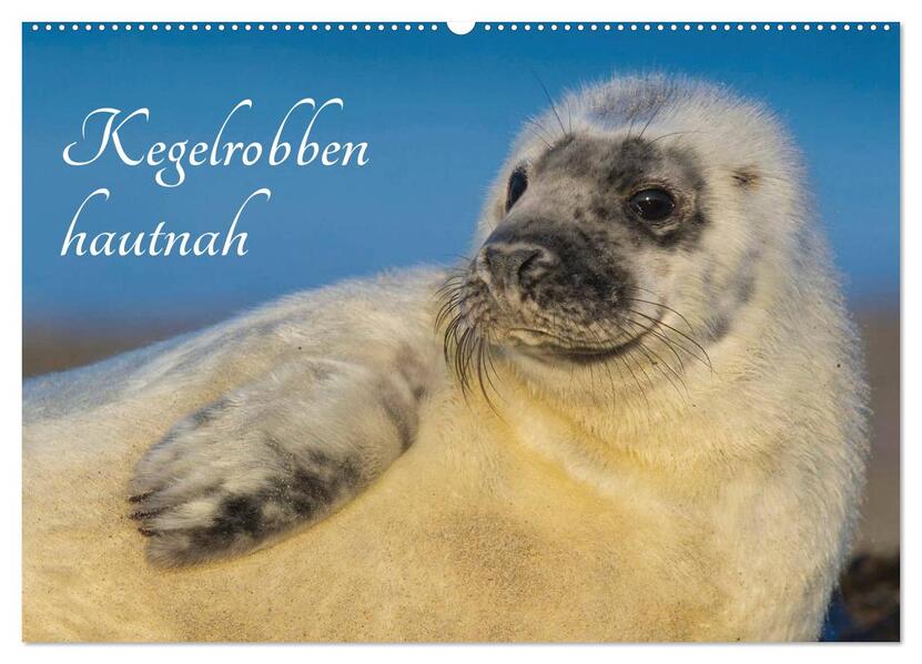 Kegelrobben hautnah (Wandkalender 2026 DIN A2 quer) CALVENDO Monatskalender
