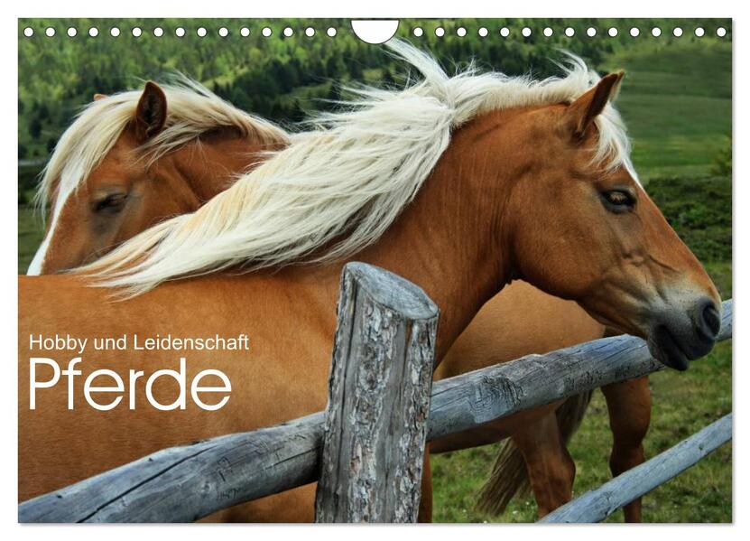 Pferde - Hobby und Leidenschaft (Wandkalender 2026 DIN A4 quer) CALVENDO Monatskalender