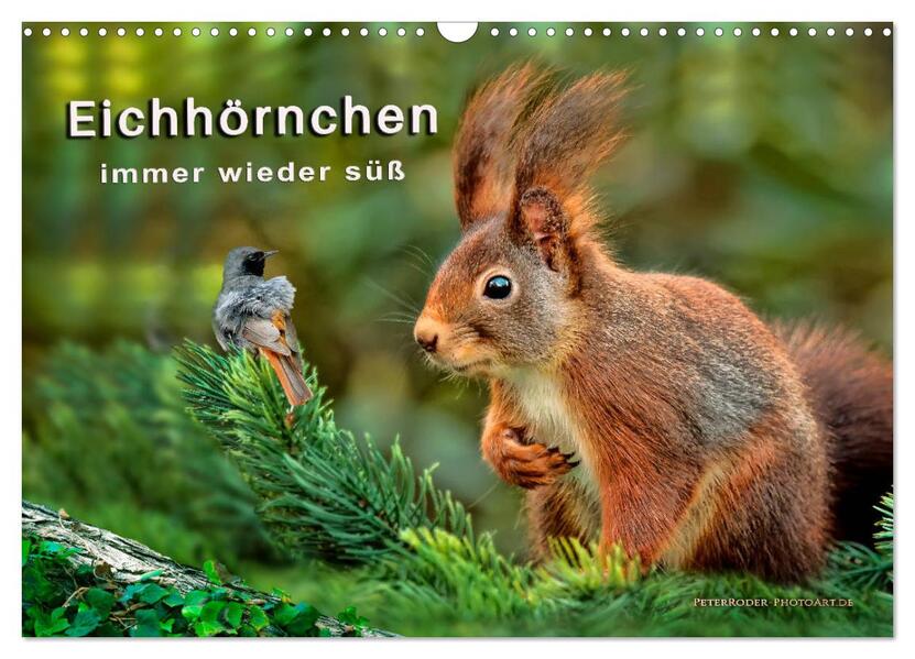 Eichhörnchen - immer wieder süß (Wandkalender 2026 DIN A3 quer) CALVENDO Monatskalender