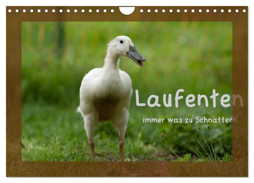 Laufenten immer was zu Schnattern (Wandkalender 2026 DIN A4 quer) CALVENDO Monatskalender