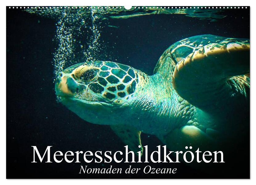 Meeresschildkröten. Nomaden der Ozeane (Wandkalender 2026 DIN A2 quer) CALVENDO Monatskalender