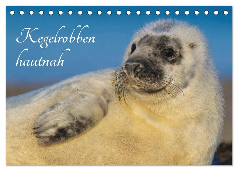 Kegelrobben hautnah (Tischkalender 2026 DIN A5 quer) CALVENDO Monatskalender